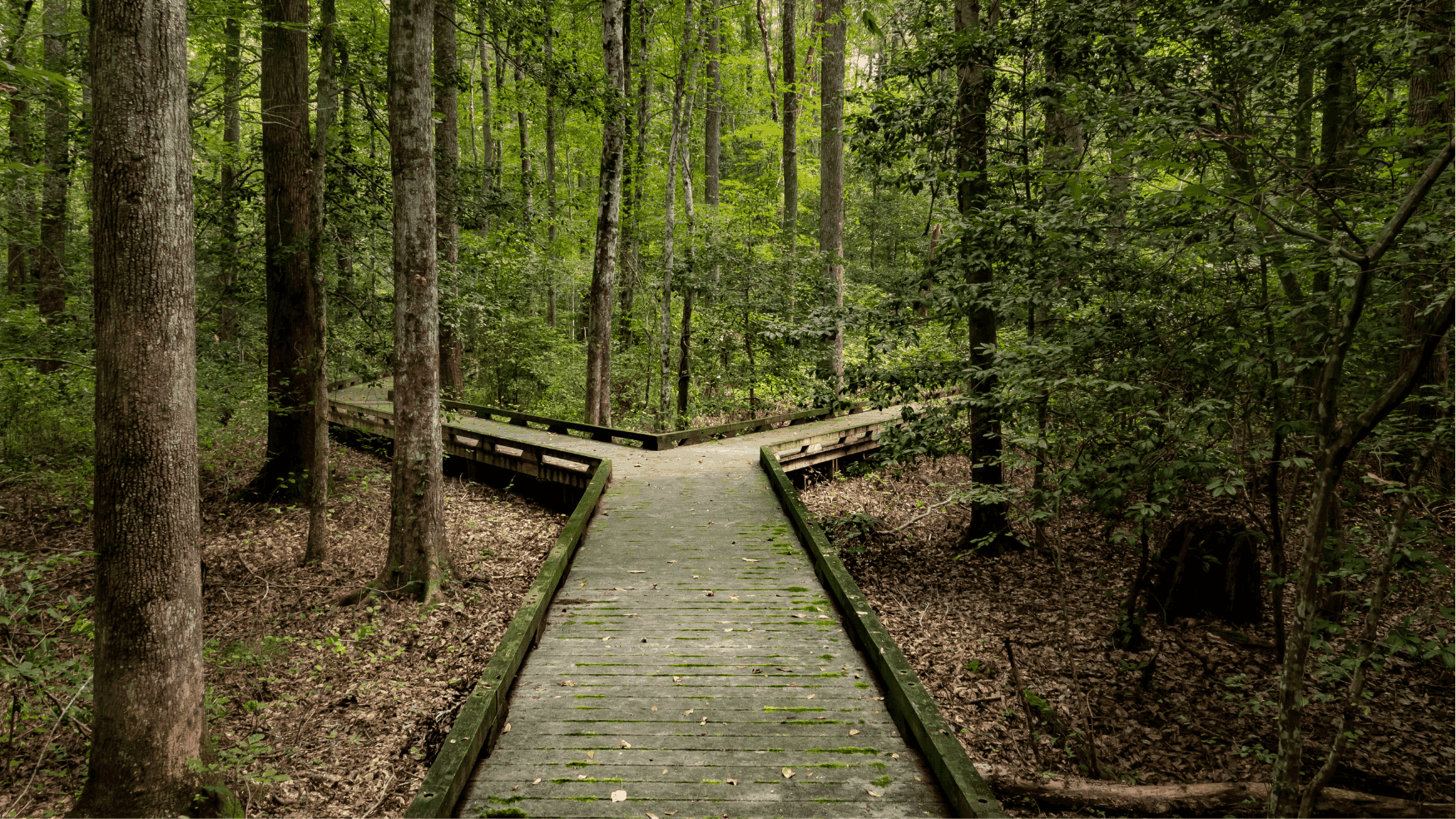 From a single way to two-way platform in the woods